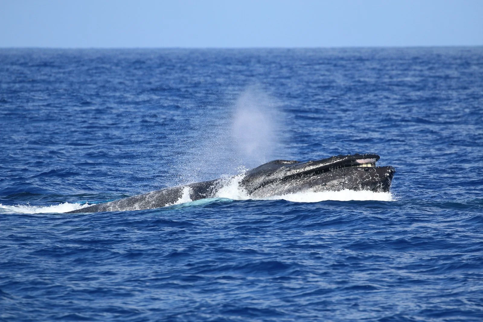 Humpback Whales | Hawaiian Adventures Kona